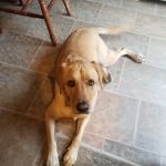VCA Westboro Animal Hospital