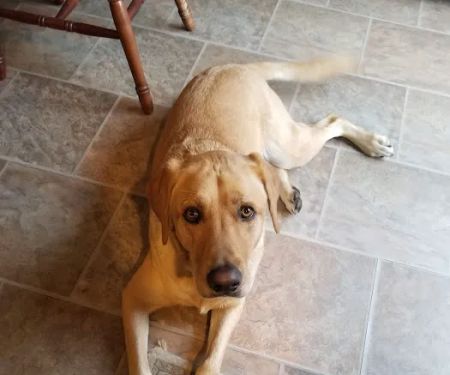 VCA Westboro Animal Hospital