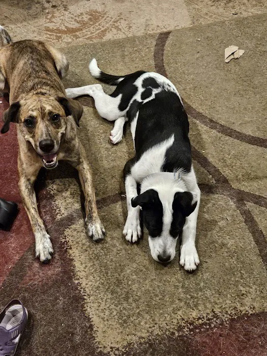 VCA Westboro Animal Hospital Picture 2