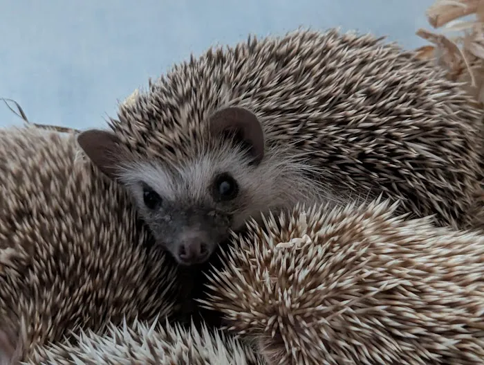 Queen City Quillery Picture 1