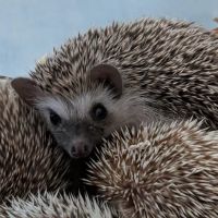 Queen City Quillery ico