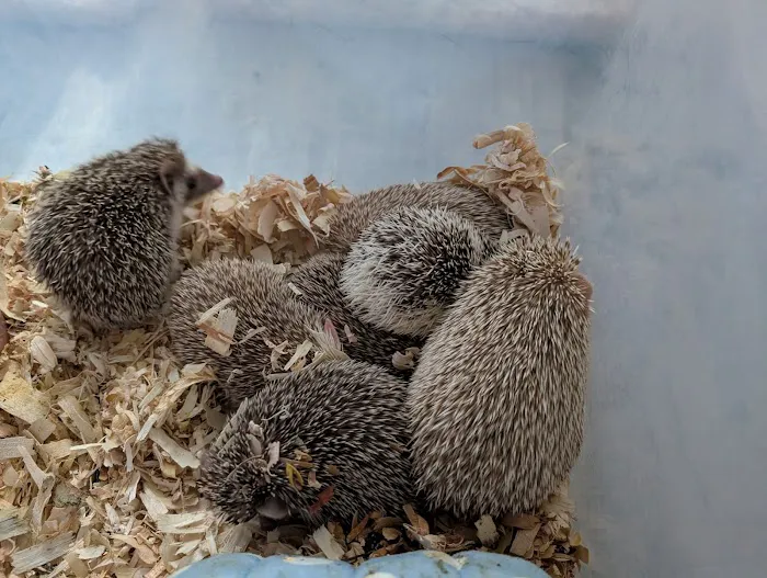 Queen City Quillery Picture 8