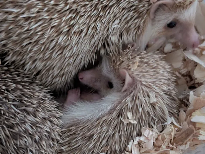 Queen City Quillery Picture 5