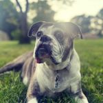 PetMedic Urgent Care Vet Clinic - Westborough