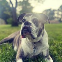 PetMedic Urgent Care Vet Clinic - Westborough ico