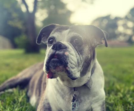 PetMedic Urgent Care Vet Clinic - Westborough