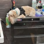 Pet Supplies Plus Charlotte - Elizabeth