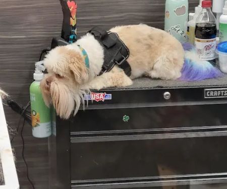 Pet Supplies Plus Charlotte - Elizabeth