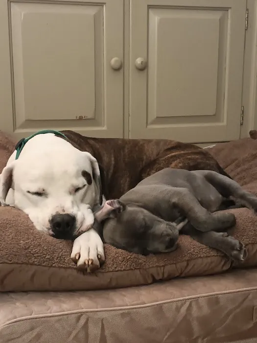 Pet Supplies Plus Charlotte - Elizabeth Picture 7