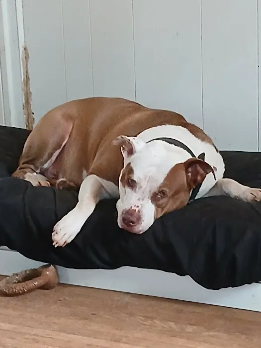 Pet Supplies Plus Charlotte - Elizabeth Picture 5