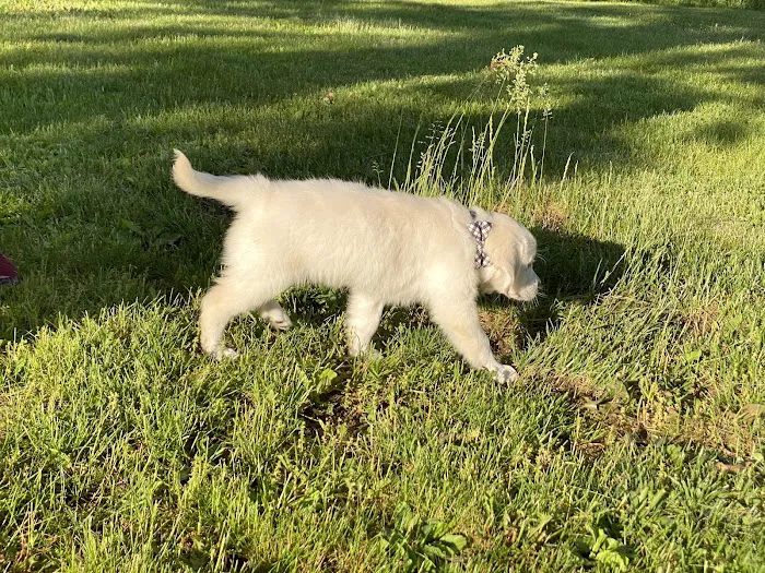 Southborough Veterinary Hospital Picture 5