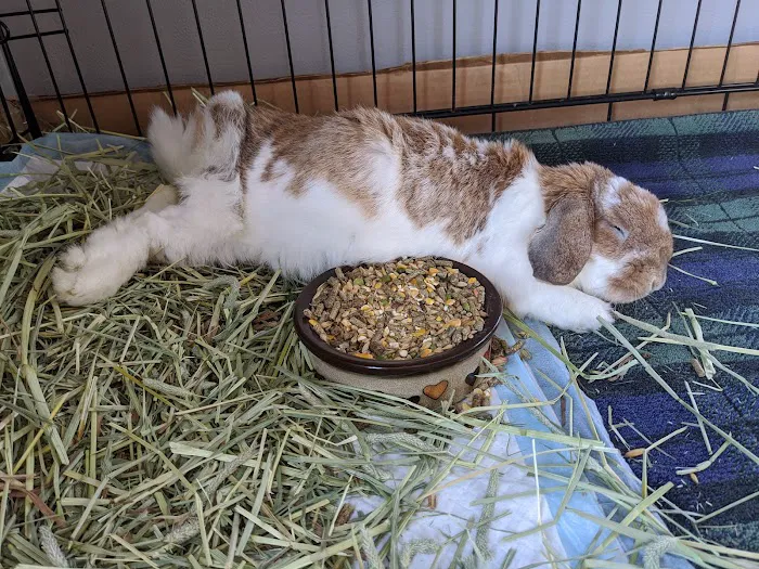 Southborough Veterinary Hospital Picture 4