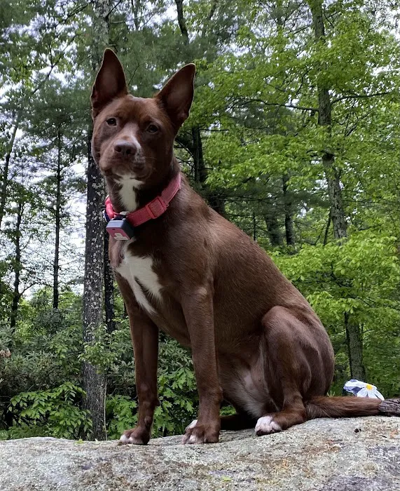 Southborough Veterinary Hospital Picture 1