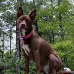 Southborough Veterinary Hospital