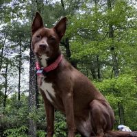 Southborough Veterinary Hospital ico