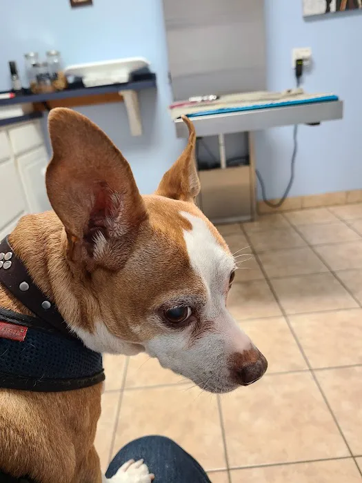 Southborough Veterinary Hospital Picture 3