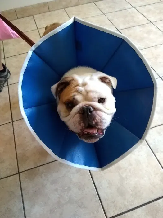 Southborough Veterinary Hospital Picture 10