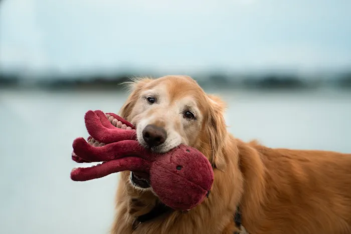 Southborough Veterinary Hospital Picture 7