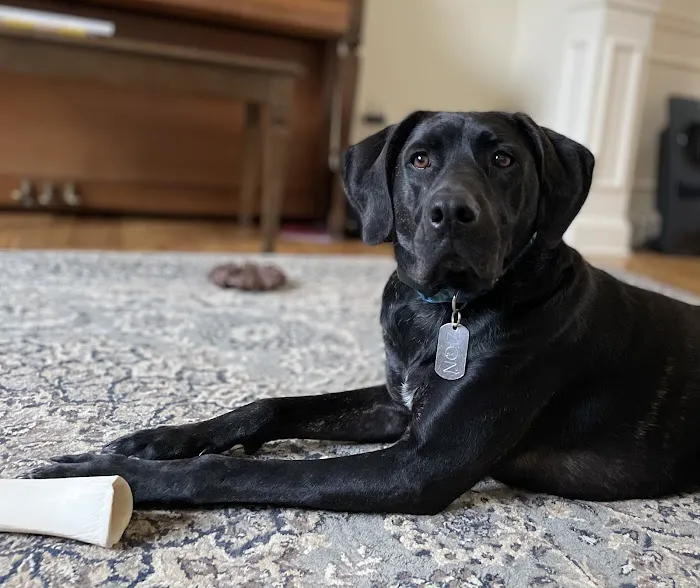 Southborough Veterinary Hospital Picture 9