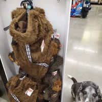 Petco ico