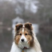 Ashland Animal Hospital ico