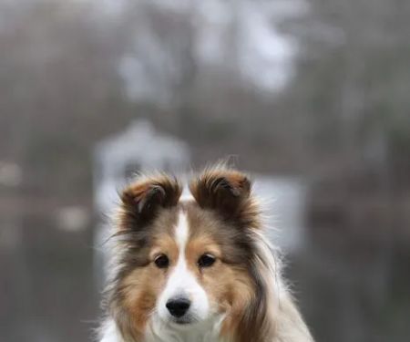 Ashland Animal Hospital