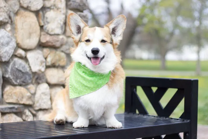 Ashland Animal Hospital Picture 7