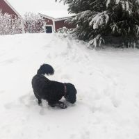 Family Pet Hospital ico