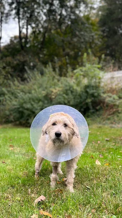 Family Pet Hospital Picture 4