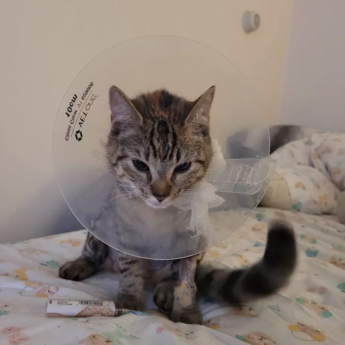 Family Pet Hospital Picture 9
