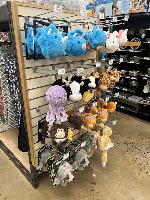 Hollywood Feed Picture 2