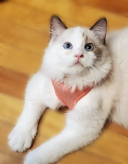 Banfield Pet Hospital Picture 5