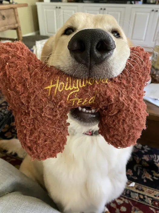 Hollywood Feed Picture 1