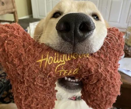 Hollywood Feed