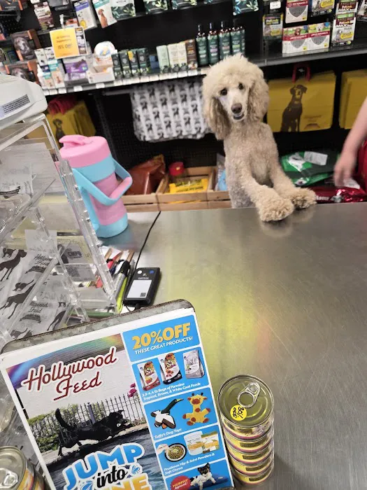 Hollywood Feed Picture 3