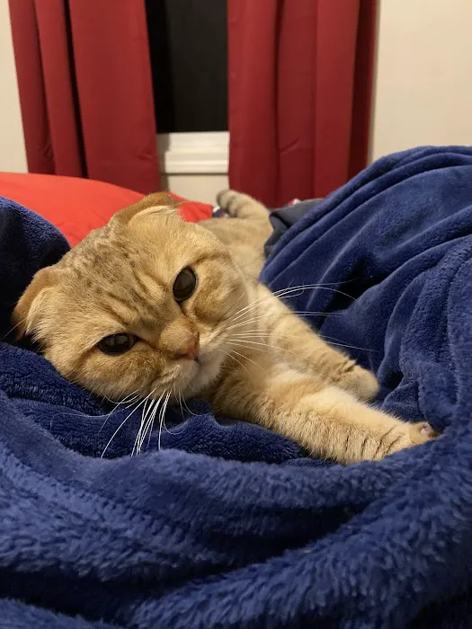 VCA Sterling Animal Hospital Picture 1