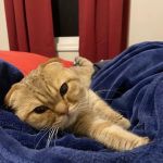 VCA Sterling Animal Hospital