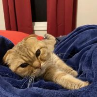 VCA Sterling Animal Hospital ico