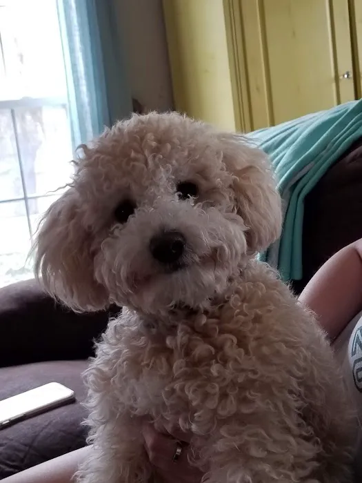 VCA Sterling Animal Hospital Picture 3