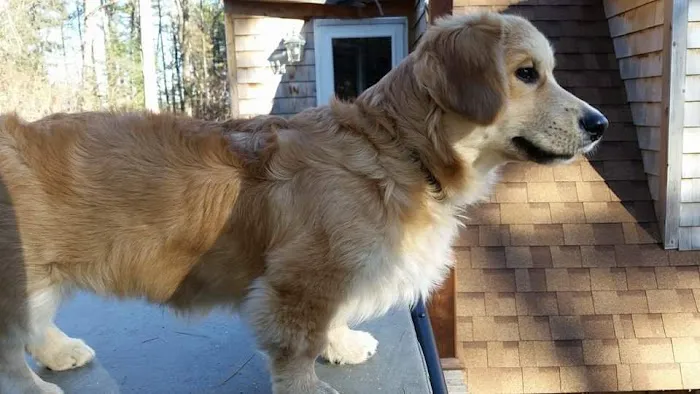 VCA Sterling Animal Hospital Picture 10