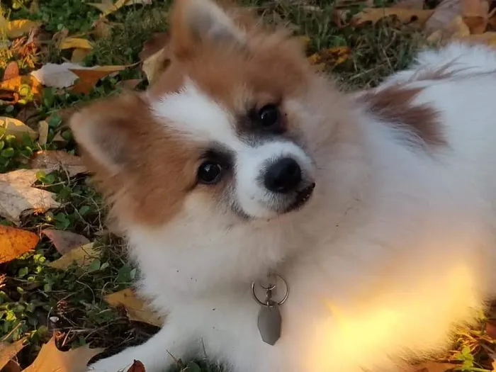 VCA Sterling Animal Hospital Picture 4