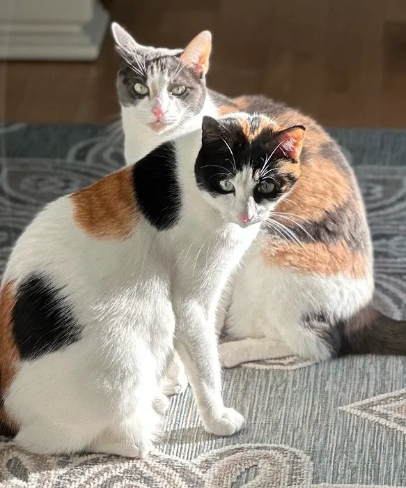 VCA Sterling Animal Hospital Picture 5