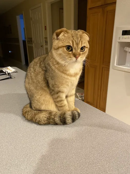 VCA Sterling Animal Hospital Picture 2