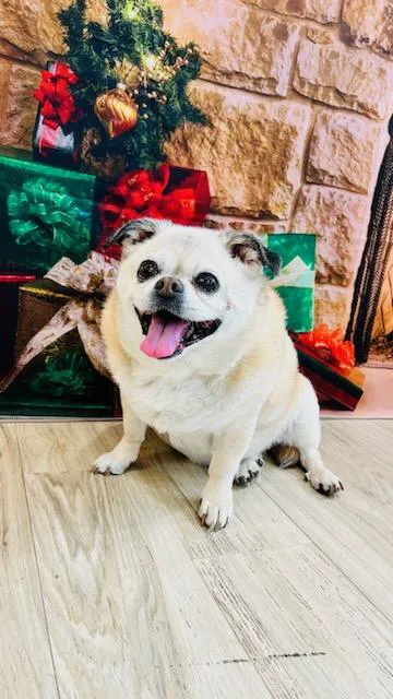 VCA Sterling Animal Hospital Picture 7