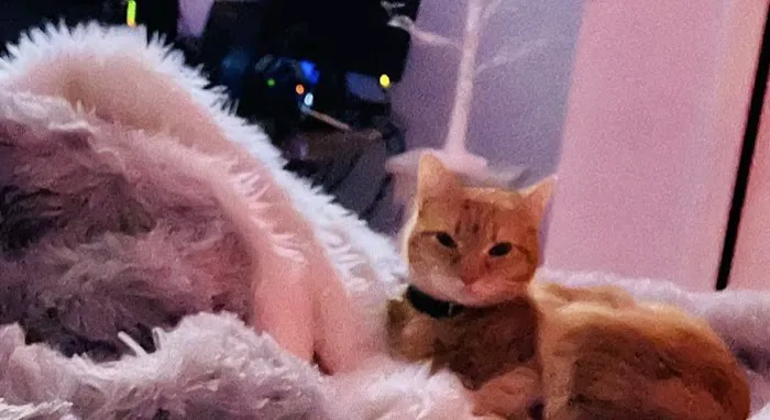 VCA Sterling Animal Hospital Picture 8