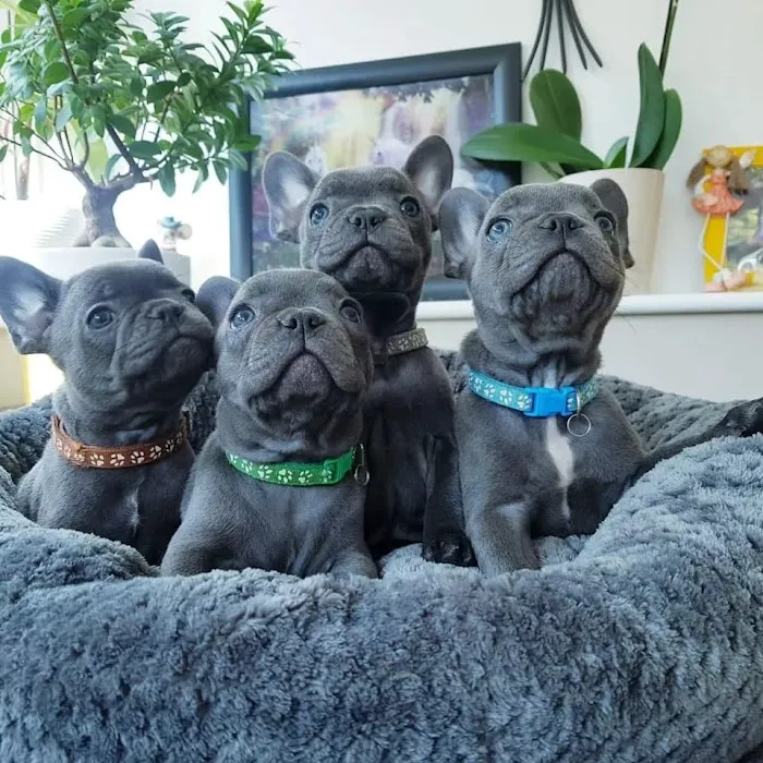 Elegant French Bulldog puppies Picture 2