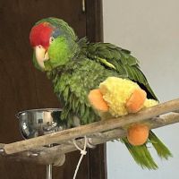 Bantam Lake Animal Hospital ico