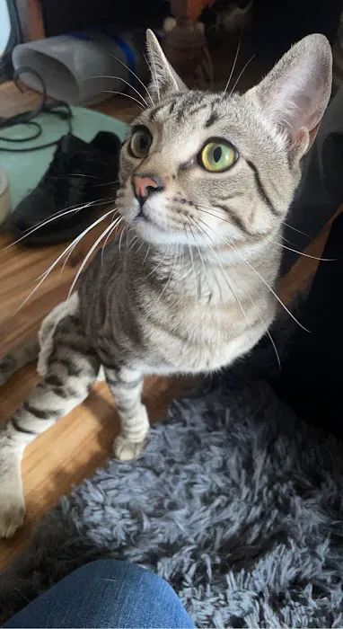 Bantam Lake Animal Hospital Picture 4