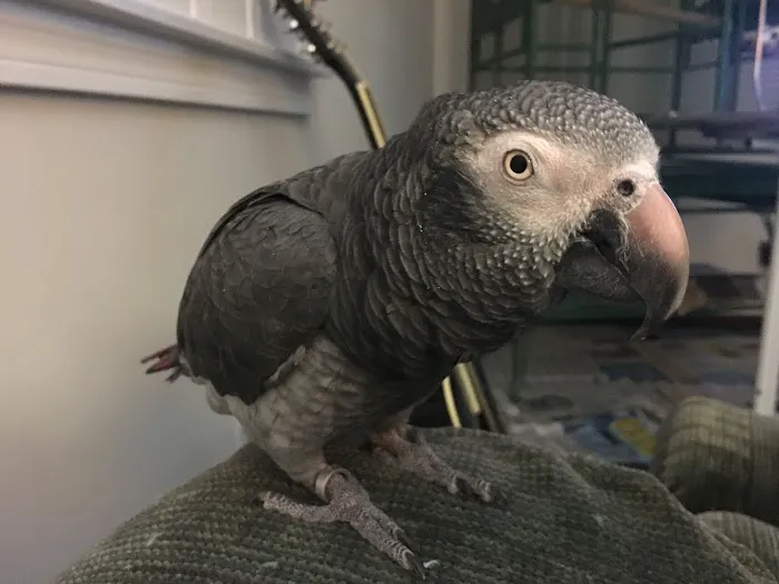 Bantam Lake Animal Hospital Picture 6