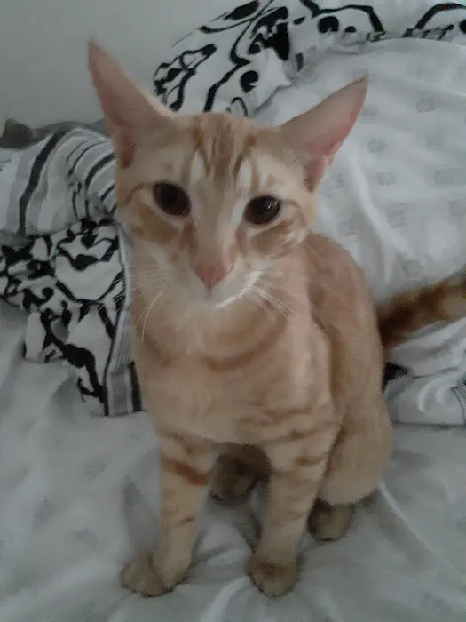 Bantam Lake Animal Hospital Picture 10